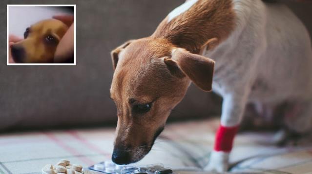 Öleceğini anlayan kanser hastası köpeğin son anları! Kaderini gözyaşlarıyla karşıladı 